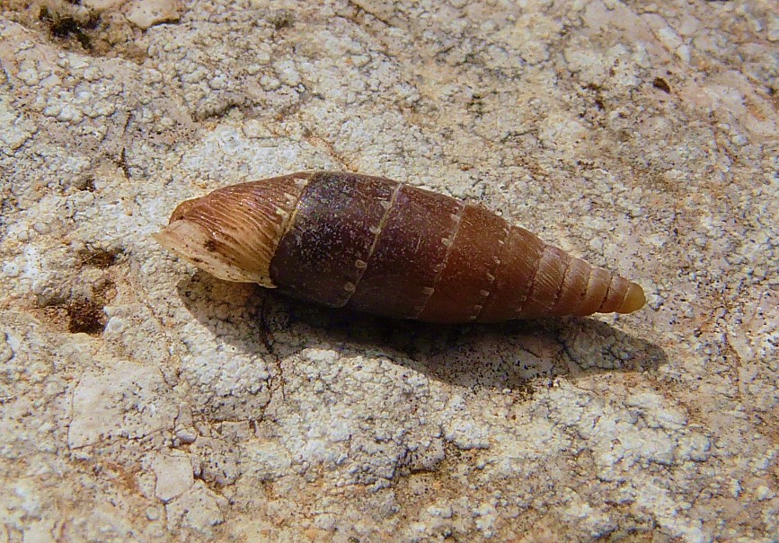 Siciliaria gibbula dal gargano